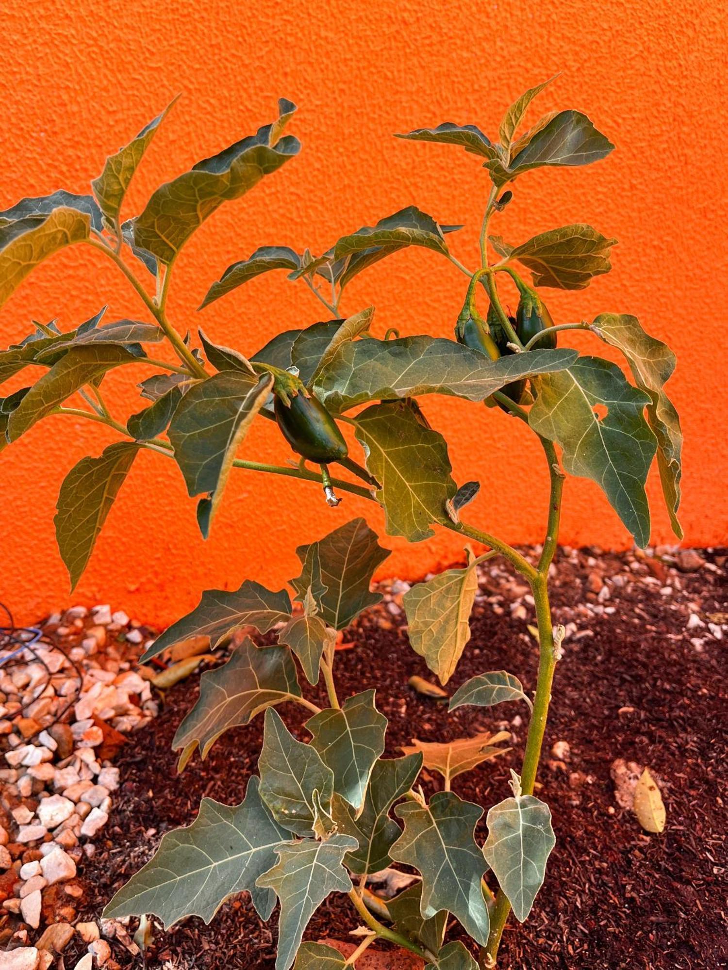 Novidade Em Piri! Pousada Passarada Pirenópolis Exterior foto